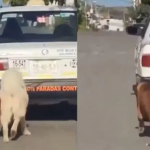 Tráiler impacta y arrastra patrulla de tránsito con oficiales dentro en Veracruz