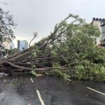 Lluvias reblandecen el suelo en CDMX: árboles caen sobre autos y peatones