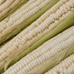 Sheinbaum anuncia inversión de dos mil mdp para IMSS-Bienestar en Tabasco