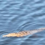 SEP condena acoso sexual a estudiantes en preparatoria de Chiapas