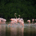 Sheinbaum reacciona a fallo de EU por pena de muerte para ‘El Mayo’, ‘El Viceroy’ y Caro Quintero
