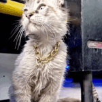 Trump reúne a magnates como Jeff Bezos, Bill Gates y Mark Zuckerberg para financiar su salón de baile