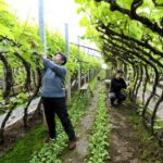 (Multimedia) China logra avance en técnica de circulación cruzada extracorpórea con hígado de cerdo extendiendo tiempo para trasplante en pacientes humanos