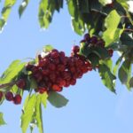 (Multimedia) Detenidas 11 personas tras accidente mortal en mina de oro en este de China