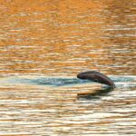 (Multimedia) Presidenta encargada de Venezuela firma y celebra reforma de la Ley de Hidrocarburos