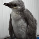 OTAN debe basarse en colaboración, no en dependencia, dice funcionario de defensa de EEUU